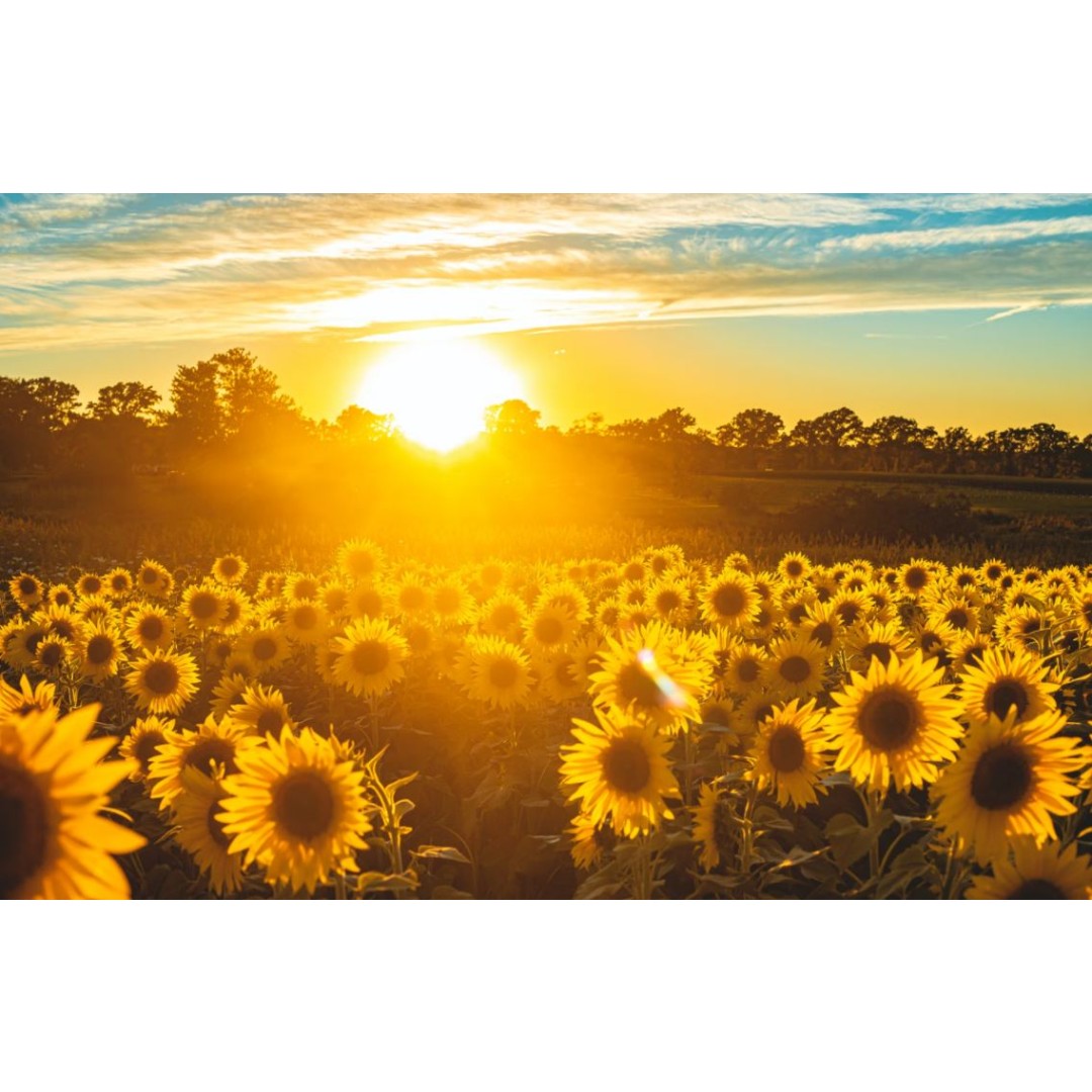 How To Include Sunflowers In Funeral Services